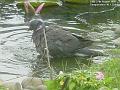 2005-0827pidgeon